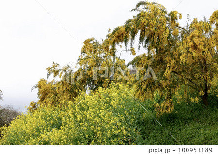 犬寄峠の黄色い丘　菜の花とミモザ（フサアカシア） 100953189