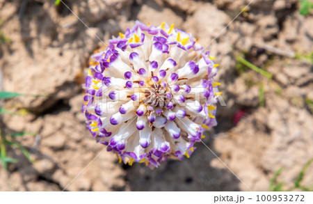 Cistanche medicinal flower, a rare medicinal plant in the desert 100953272