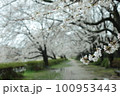 枝垂れ桜 100953443