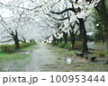 枝垂れ桜 100953444