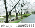 枝垂れ桜 100953445