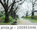 枝垂れ桜 100953446