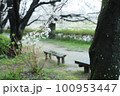 枝垂れ桜 100953447