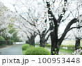枝垂れ桜 100953448