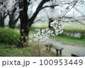 枝垂れ桜 100953449