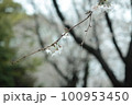 枝垂れ桜 100953450