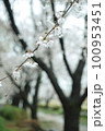 枝垂れ桜 100953451