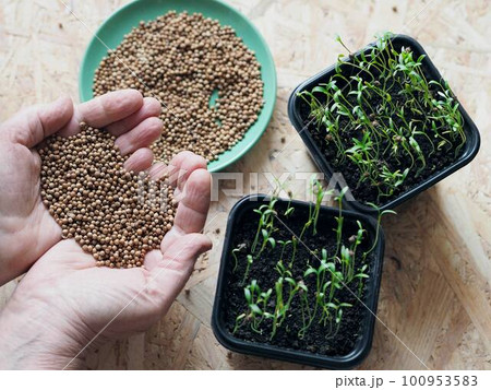 Background with the hands of an elderly woman holding coriander seeds against the background of small shoots of useful grass. The concept of agriculture, growing useful herbs and ecology. Background with the hands of an elderly woman holding coriander seeds against the background of small shoots of useful grass. The concept of agriculture, growing useful herbs and ecology. 100953583