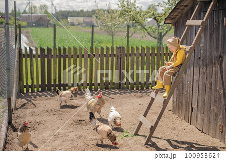 A funny laughing girl in overalls and rubber boots sits on a high ladder and throws grass to feed chickens. A child feeds poultry in the backyard. 100953624