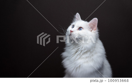 curious white cat looking to the side at copy space curious white cat looking to the side at copy space 100953668