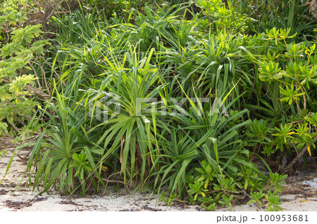 沖縄にあるアダンの樹 100953681