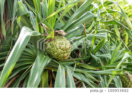 沖縄にあるアダンの樹 100953682