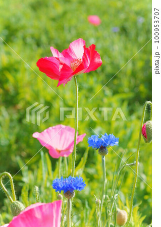 ポピーお花畑と青いヤグルマギク ポピーお花畑と青いヤグルマギク 100953707