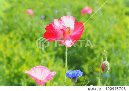 ポピーお花畑と青いヤグルマギク ポピーお花畑と青いヤグルマギク 100953708