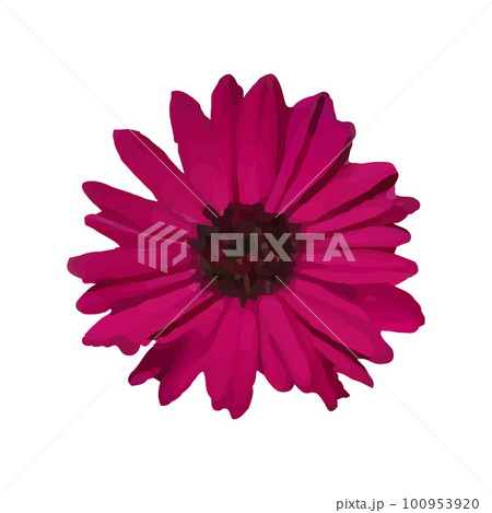 Vector Red gerbera flower is heart shaped isolated on white background with clipping path. 100953920