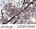 【春の風景】満開の桜と太陽の光 100953948