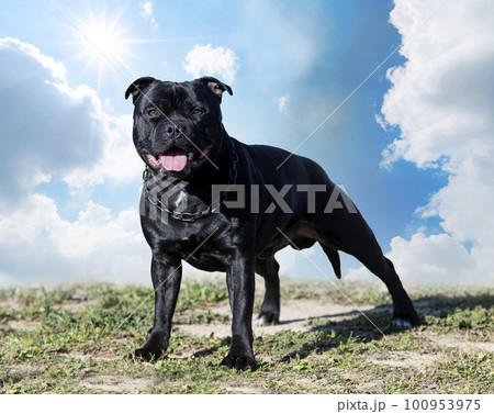 staffordshire bull terrier 100953975