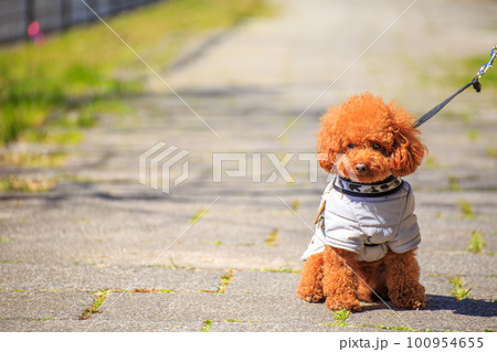 おすわりをするトイプードル おすわりをするトイプードル 100954655