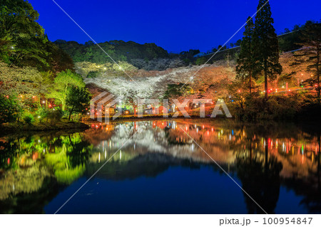 観音ヶ池市民の森　ライトアップされた夜桜　春の風物詩 100954847