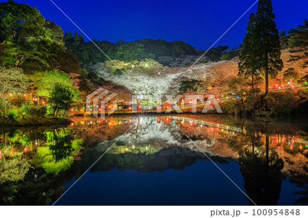 観音ヶ池市民の森　ライトアップされた夜桜　春の風物詩 100954848