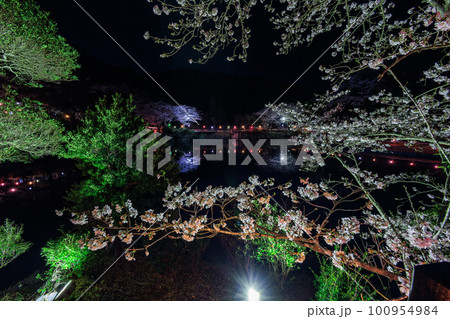 観音ヶ池市民の森 ライトアップされた夜桜 観音ヶ池市民の森 ライトアップされた夜桜 100954984