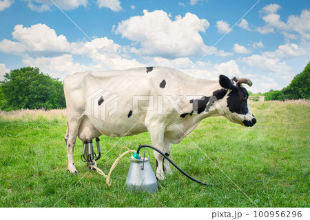Milking a cow in a green summer meadow. Cattle grazes on the field, dairy farm 100956296