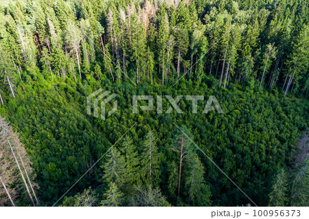 Forest clearance overgrown with young trees from the air Forest clearance overgrown with young trees from the air 100956373