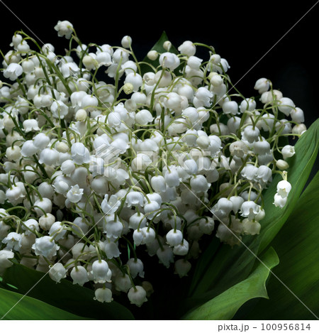 Close up of a beautiful lily of the valley on the black isolated background Close up of a beautiful lily of the valley on the black isolated background 100956814