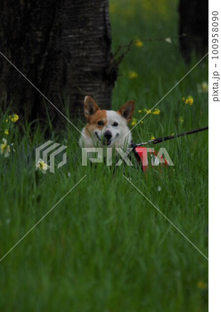 公園で遊ぶ犬 100958090