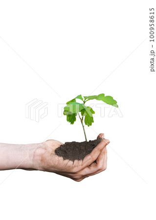 Close up view on the palms holding oak sapling. Plant in the hands isolated on white background. Care of the Environment. Ecology concept. Close up view on the palms holding oak sapling. Plant in the hands isolated on white background. Care of the Environment. Ecology concept. 100958615