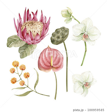 Botanical set of watercolor illustrations of tropical flowers and plants on a white background. Botanical set of watercolor illustrations of tropical flowers and plants on a white background. 100959585