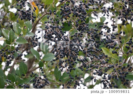 2023年2月・熟したネズミモチの実 2023年2月・熟したネズミモチの実 100959831