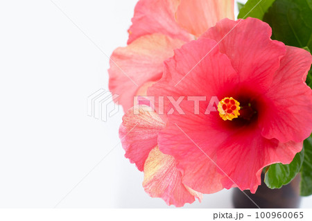Hibiscus flower on white background. 100960065