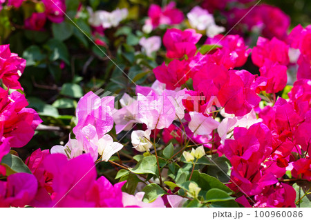 Beautiful bougainvillea flowers with green leaves Beautiful bougainvillea flowers with green leaves 100960086