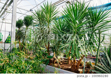yucca. exotic plants grown in a large greenhouse of the botanical garden.  100960280