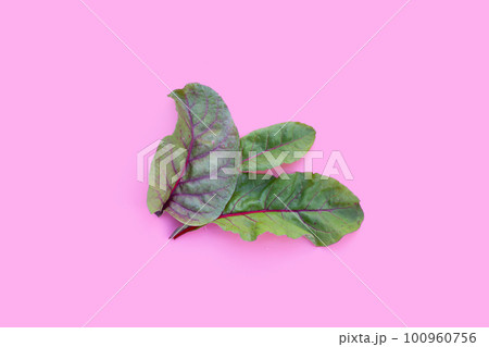 Fresh swiss chard leaves. Baby leaf swiss chard 100960756