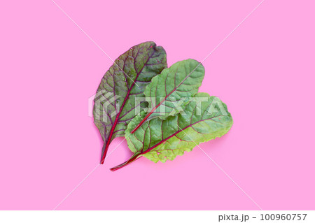 Fresh swiss chard leaves on pink background. Baby leaf swiss chard 100960757