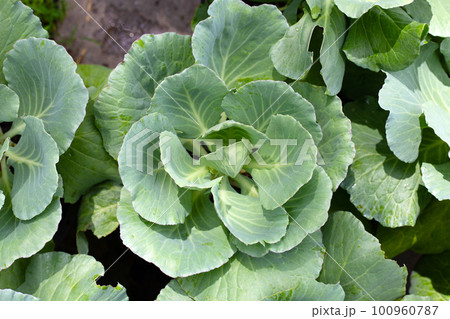 Gren cabbages growing in pots Gren cabbages growing in pots 100960787