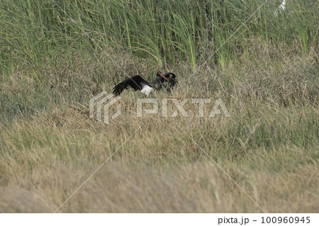 ナベコウの羽ばたき 100960945