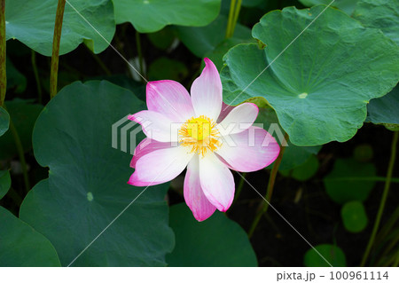 Pink lotus flower blooming in pond with green leaves 100961114