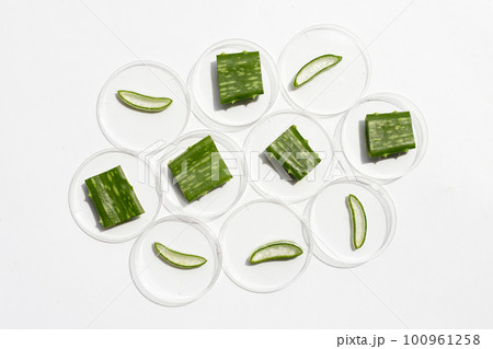 Aloe vera in petri dishes on white background. Aloe vera in petri dishes on white background. 100961258