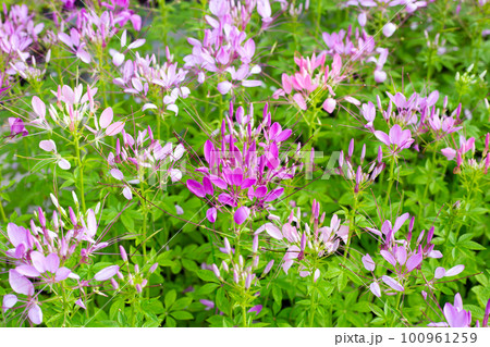 Cleome spinosa in the park Cleome spinosa in the park 100961259