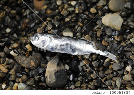 漂着物 ボラ科稚魚 漂着物 ボラ科稚魚 100961384