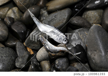 漂着物 ボラ科稚魚 漂着物 ボラ科稚魚 100961393