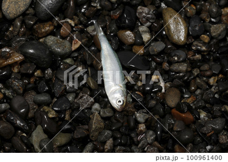 漂着物 ボラ科稚魚 漂着物 ボラ科稚魚 100961400