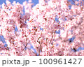 サクラいろいろ 100961427