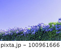 春の青空を背景にした満開の藤の花 100961666
