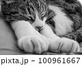 前足を伸ばして気持ちよさそうに眠る猫 100961667