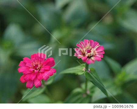 赤いヒャクニチソウの花のアップ 100961676
