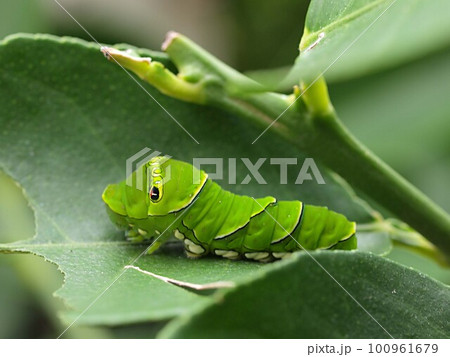 ミカンの葉に止まるナミアゲハの幼虫 100961679